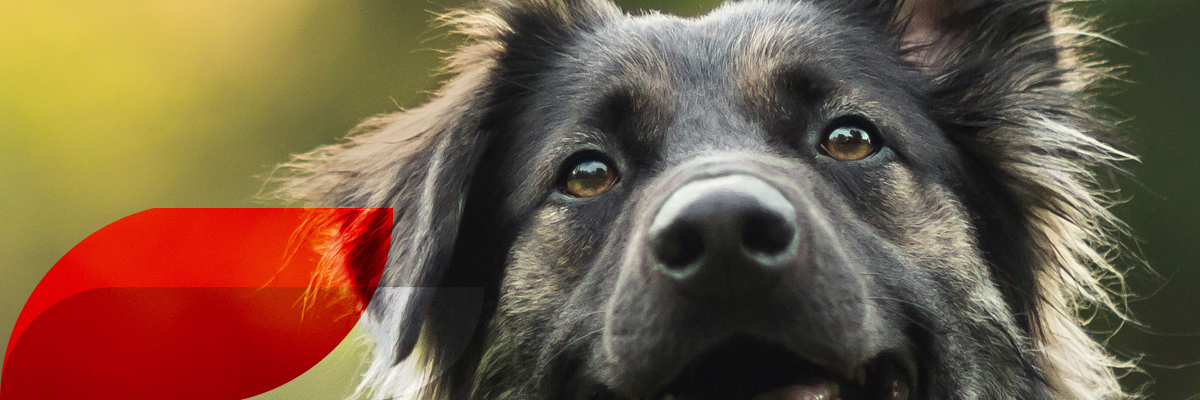 Hialurina lagrimas artificiales para caninos, felinos y equinos